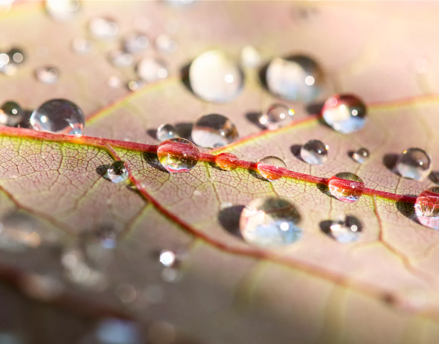 Wassertropfen auf Blatt (GS642142.jpg)