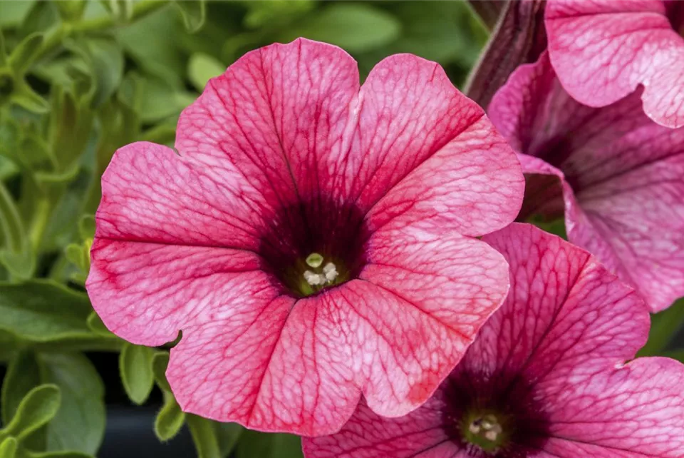 Petunia 'Sweet Pleasure® Alt Rosa' (GS493525.jpg)